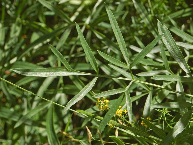 Una Ombrellifera di montagna - Laserpitium sp.